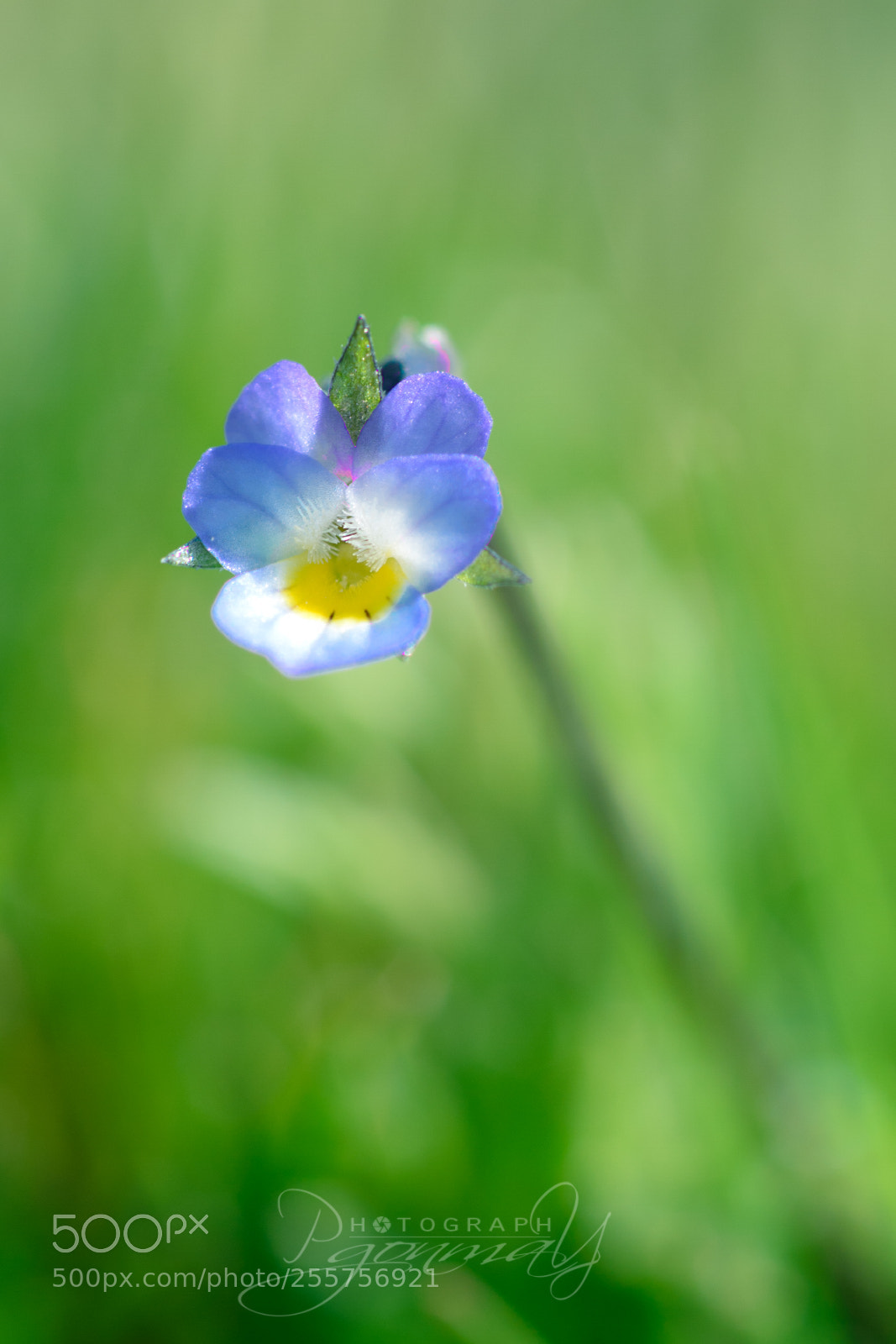 Nikon D7000 sample photo. Viola de schulz photography