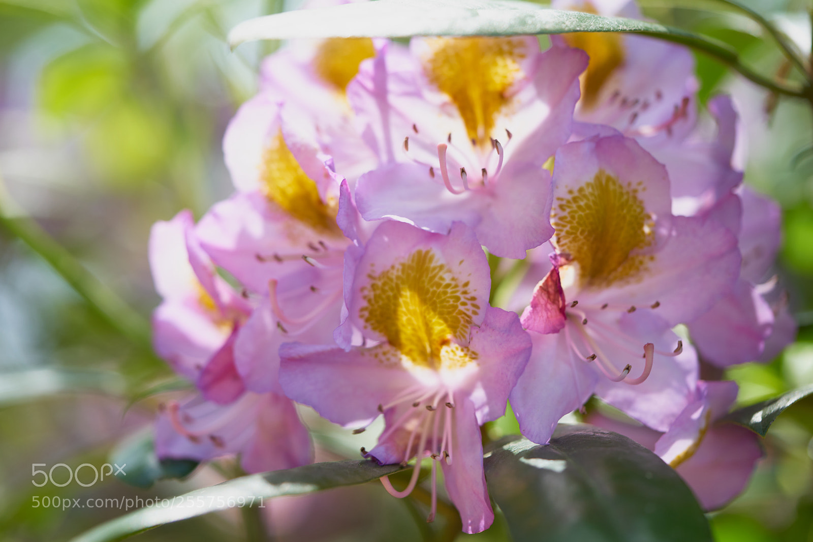 Sony a7 sample photo. Flowers 6497 photography