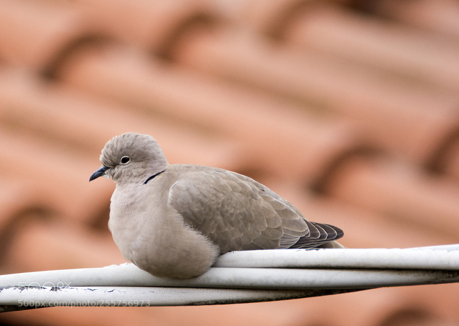 Nikon D7100 sample photo. The first pregnant dove photography