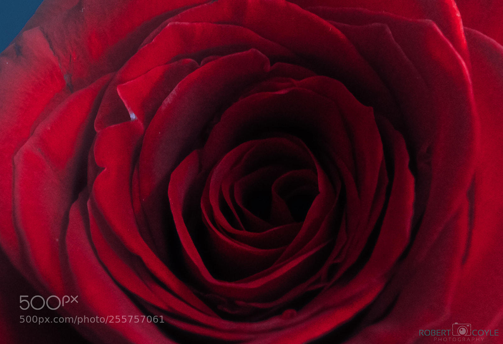 Sony a7S II sample photo. My rose photography