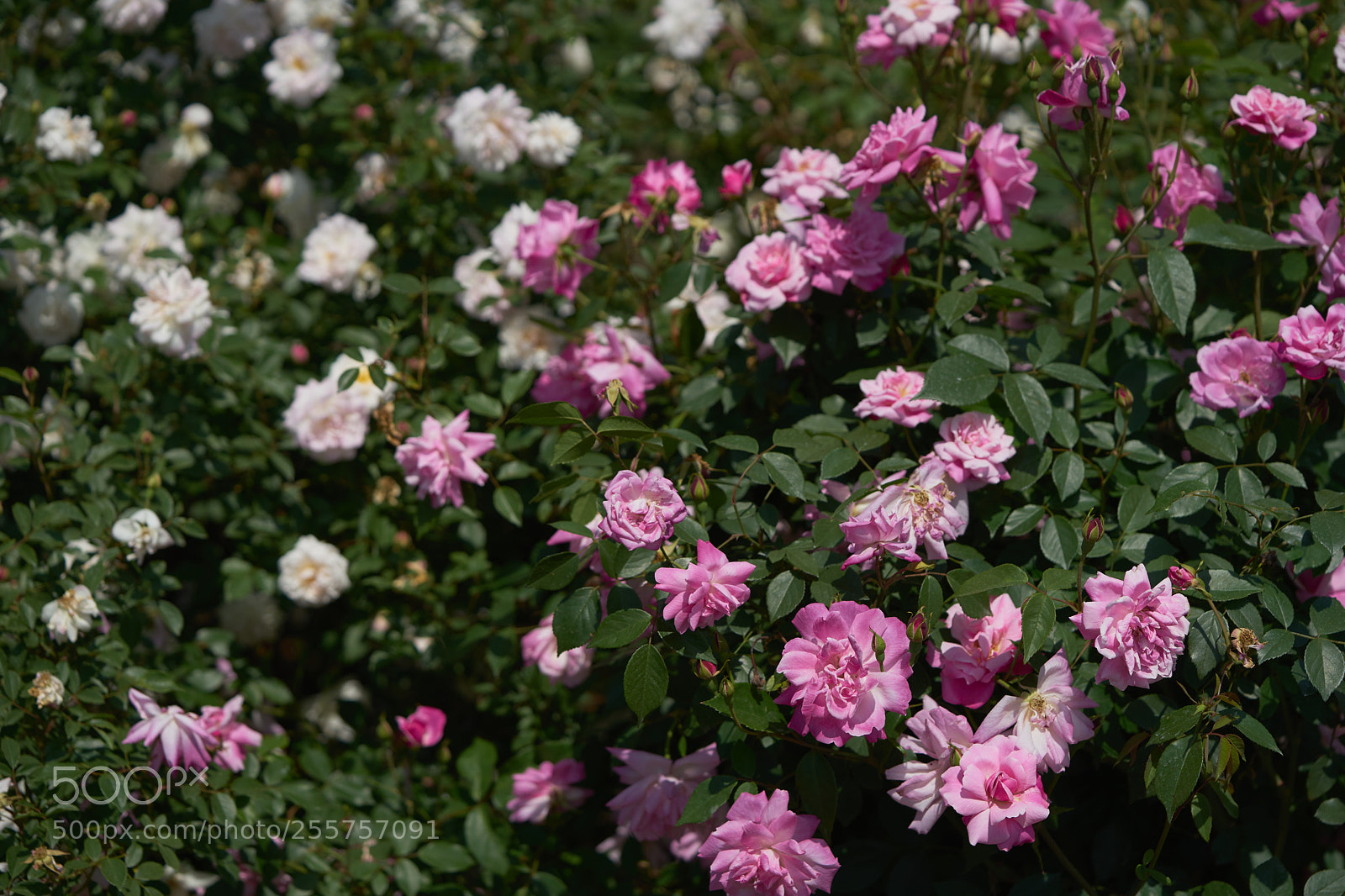 Sony a7 sample photo. Flowers 6498 photography