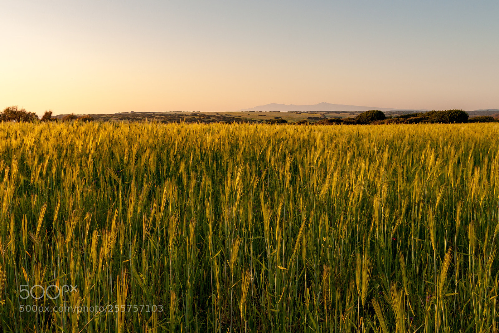 Canon EOS 50D sample photo. Wheat spikes photography