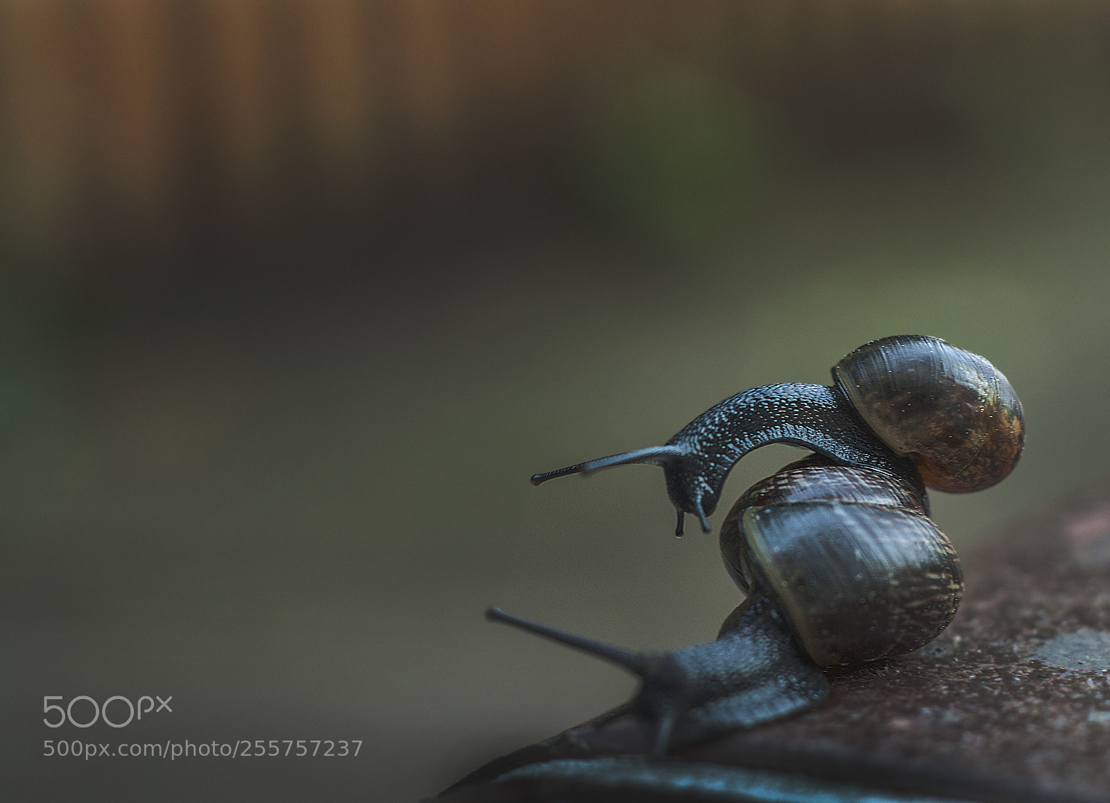 Nikon D90 sample photo. Snails photography