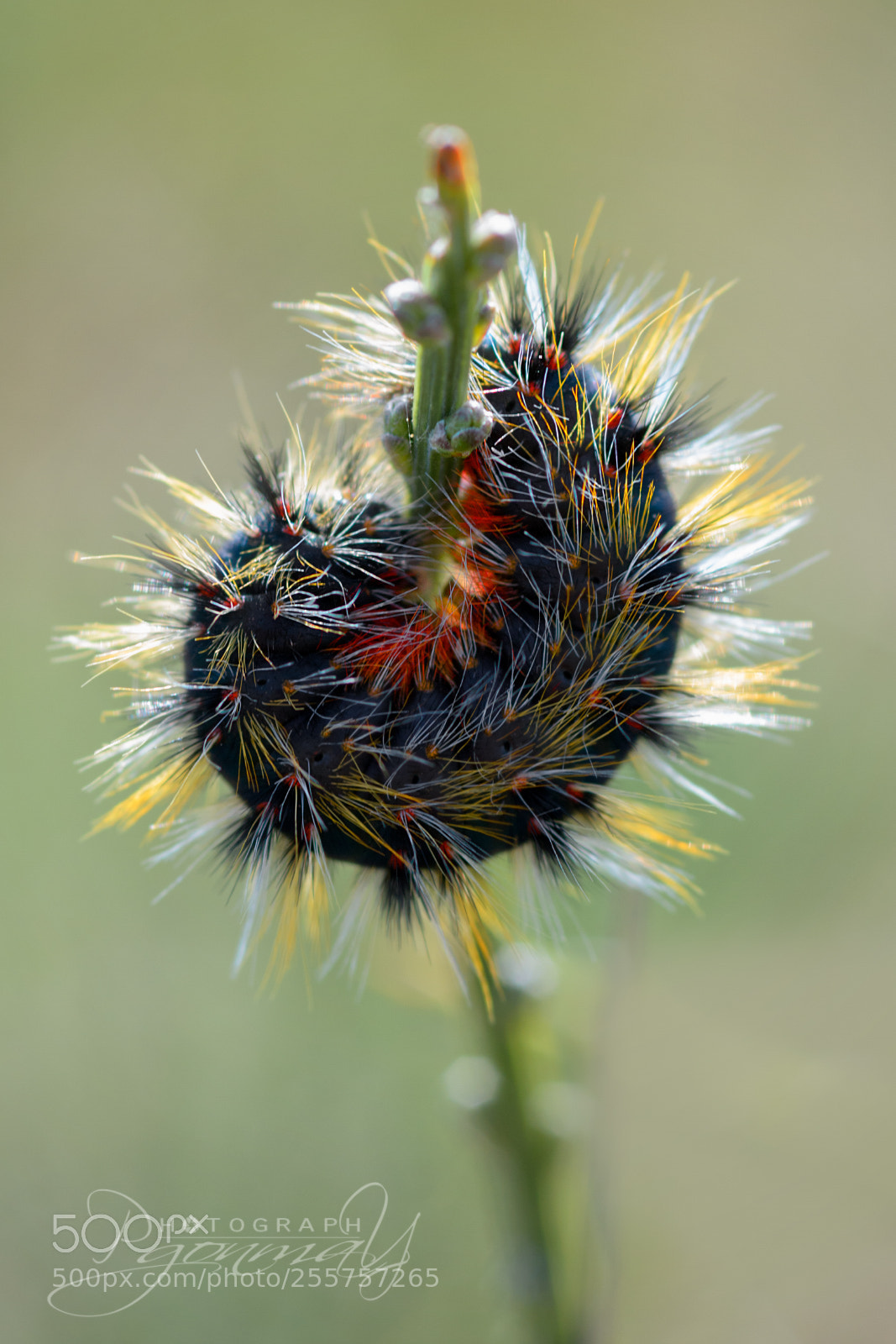 Nikon D7000 sample photo. Caterpillar photography