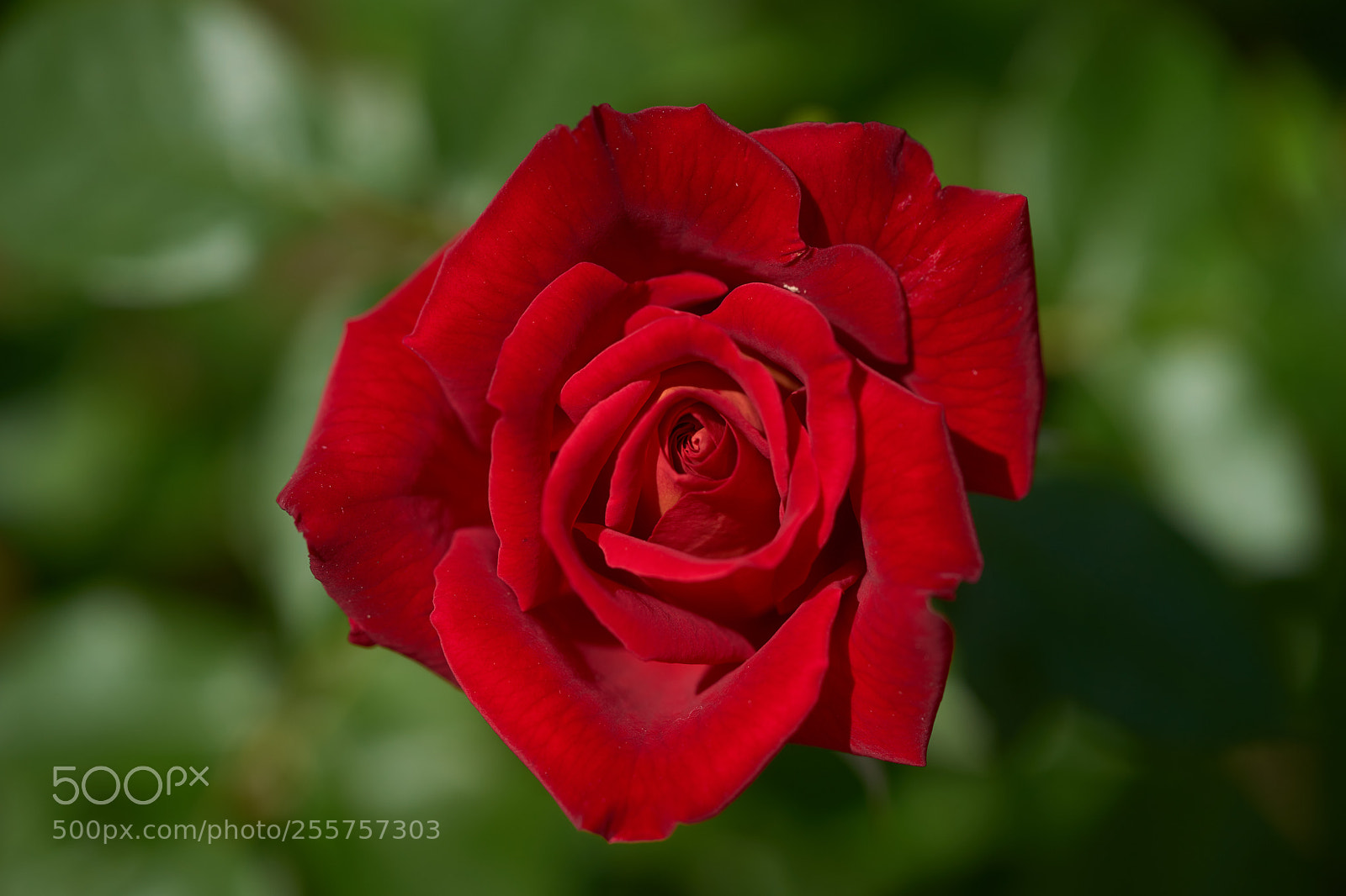 Sony a7 sample photo. Flowers 6499 photography