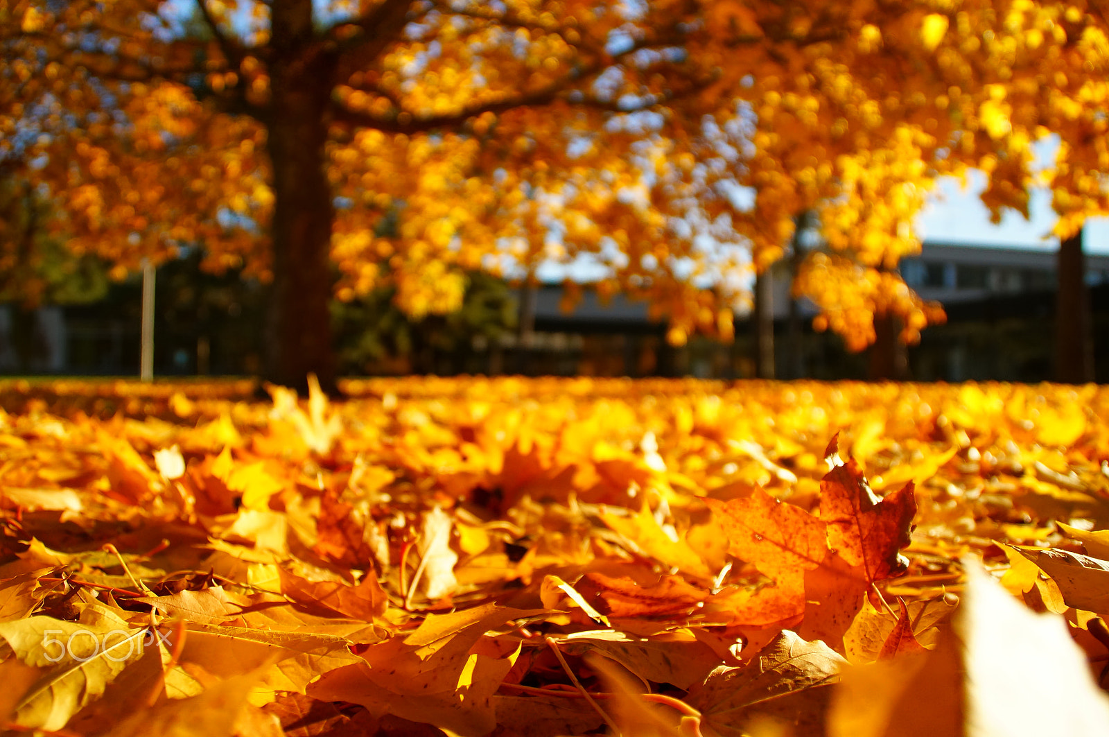 Sony SLT-A37 sample photo. Fallen leaves photography