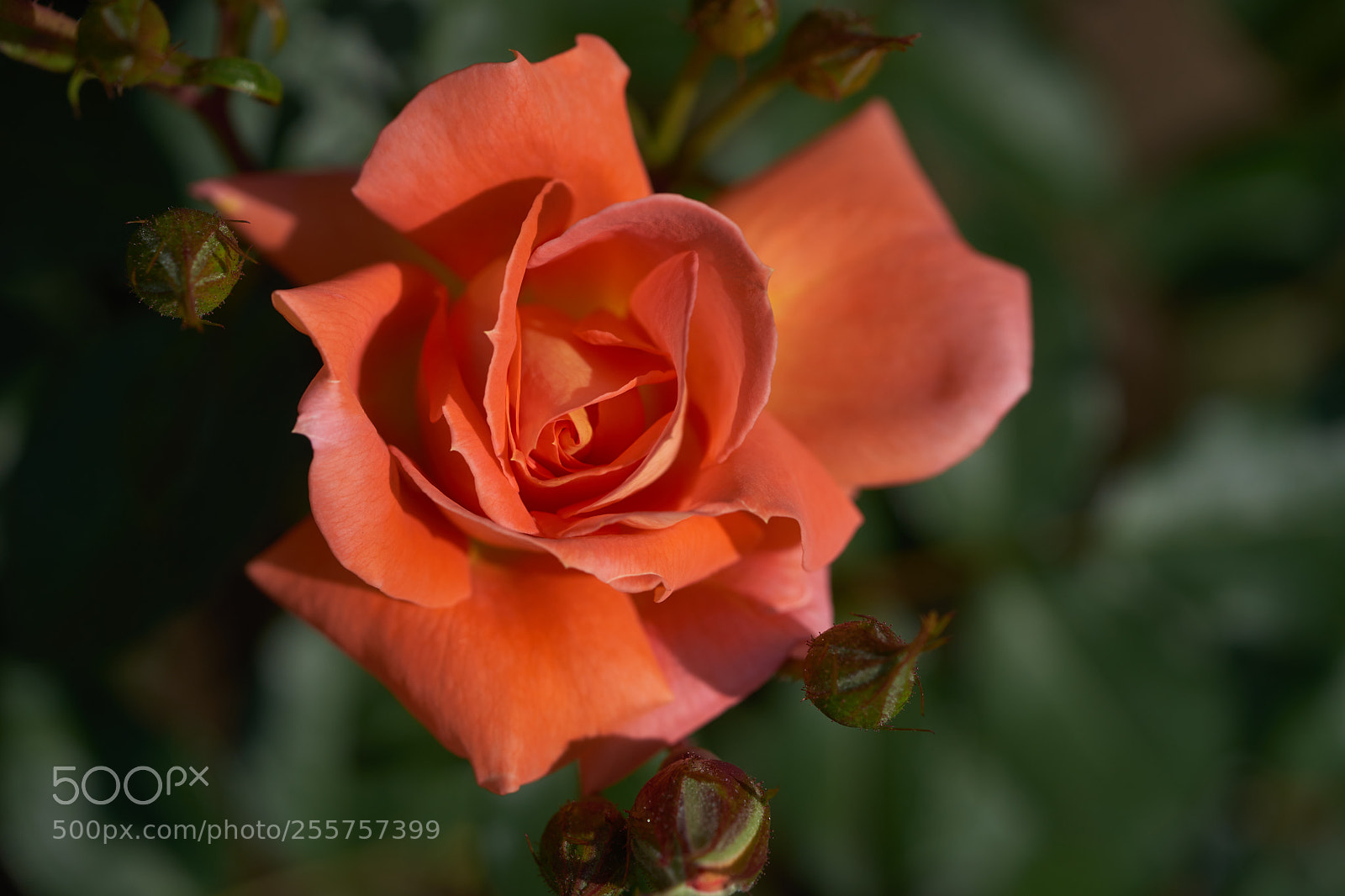 Sony a7 sample photo. Flowers 6500 photography