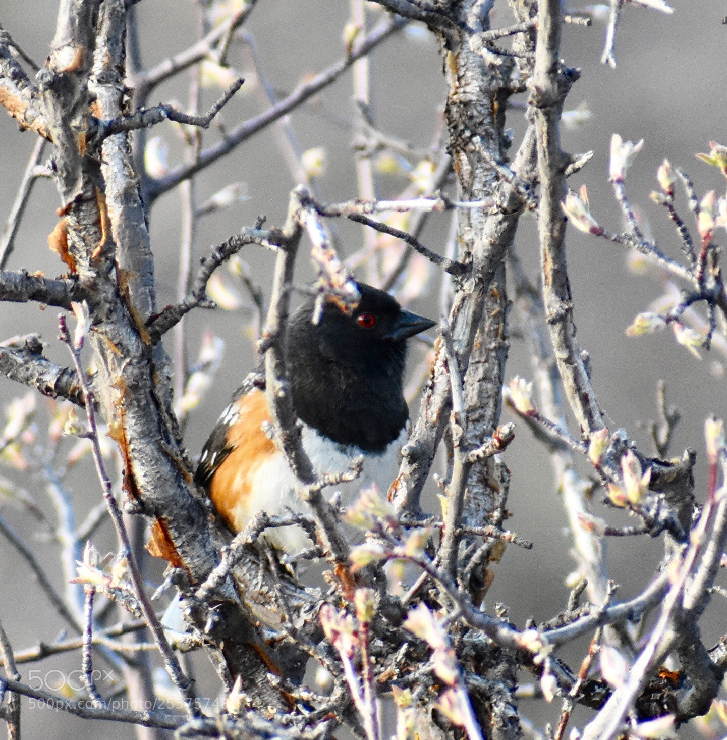 Nikon D3400 sample photo. Matching nature
spotted towhee photography