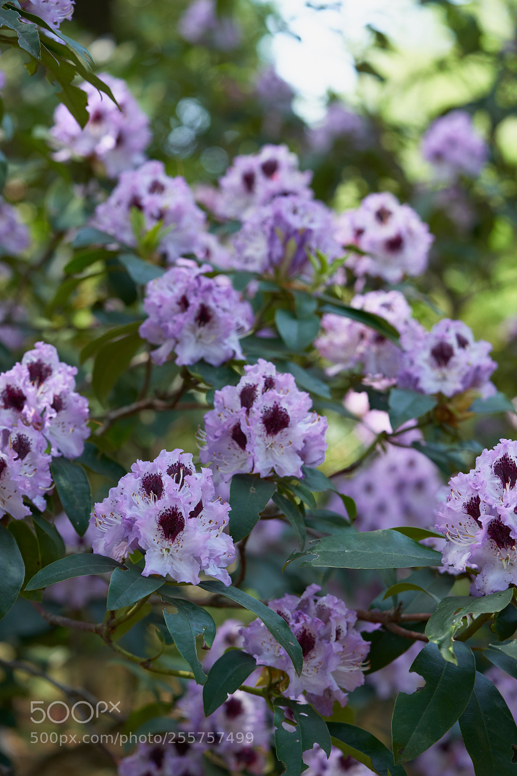 Sony a7 sample photo. Flowers 6501 photography