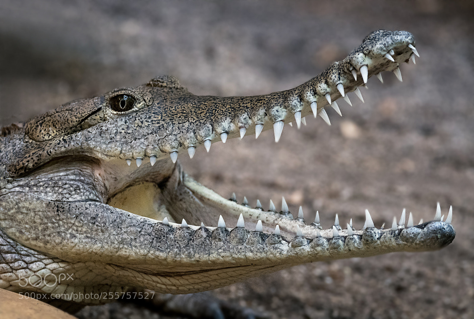 Nikon D500 sample photo. Alligator photography