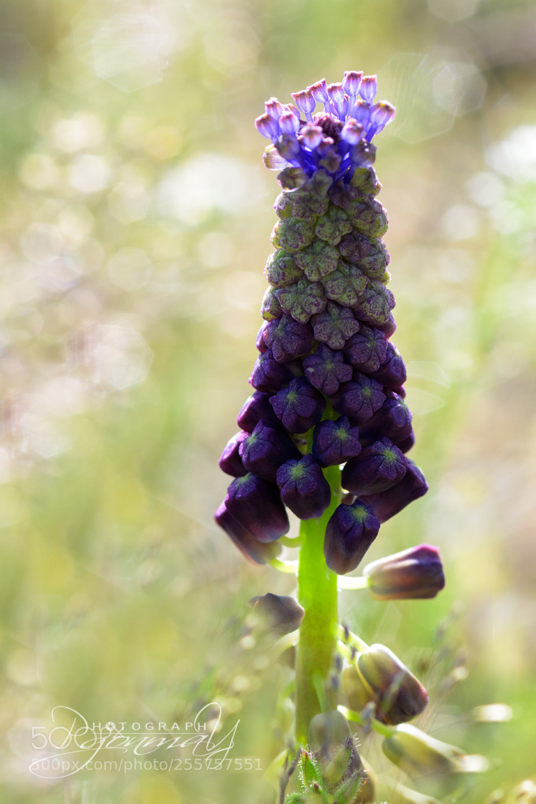 Nikon D7000 sample photo. Muscari comosum (nazareno) photography