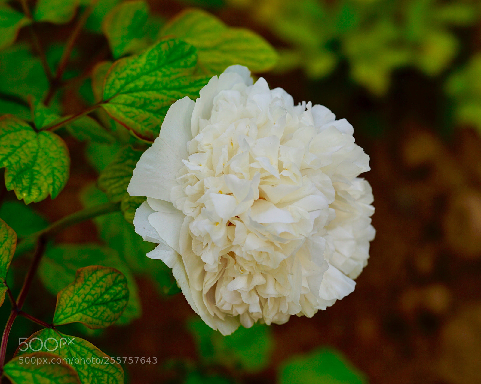 Sony a7 II sample photo. 繡球牡丹 photography