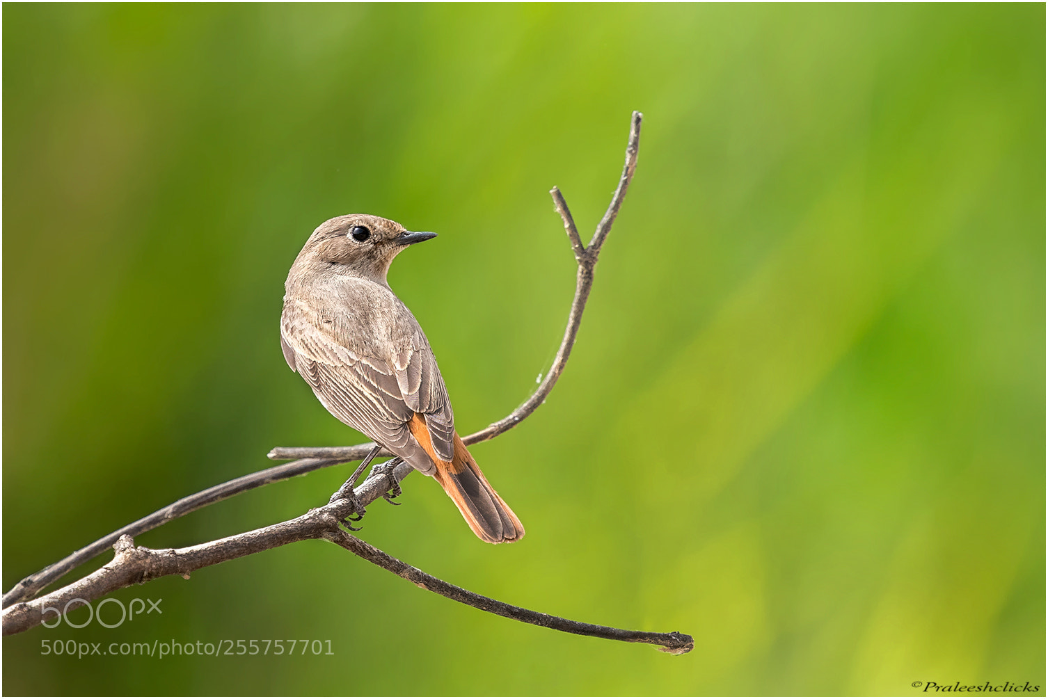 Nikon D500 sample photo. Redstart photography