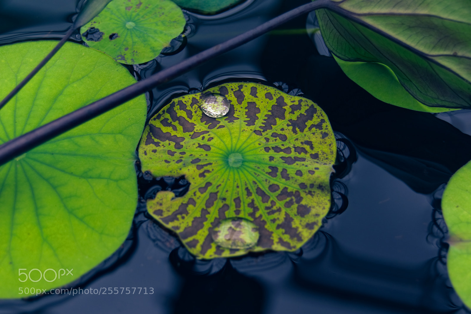 Nikon D3300 sample photo. Focused drop photography