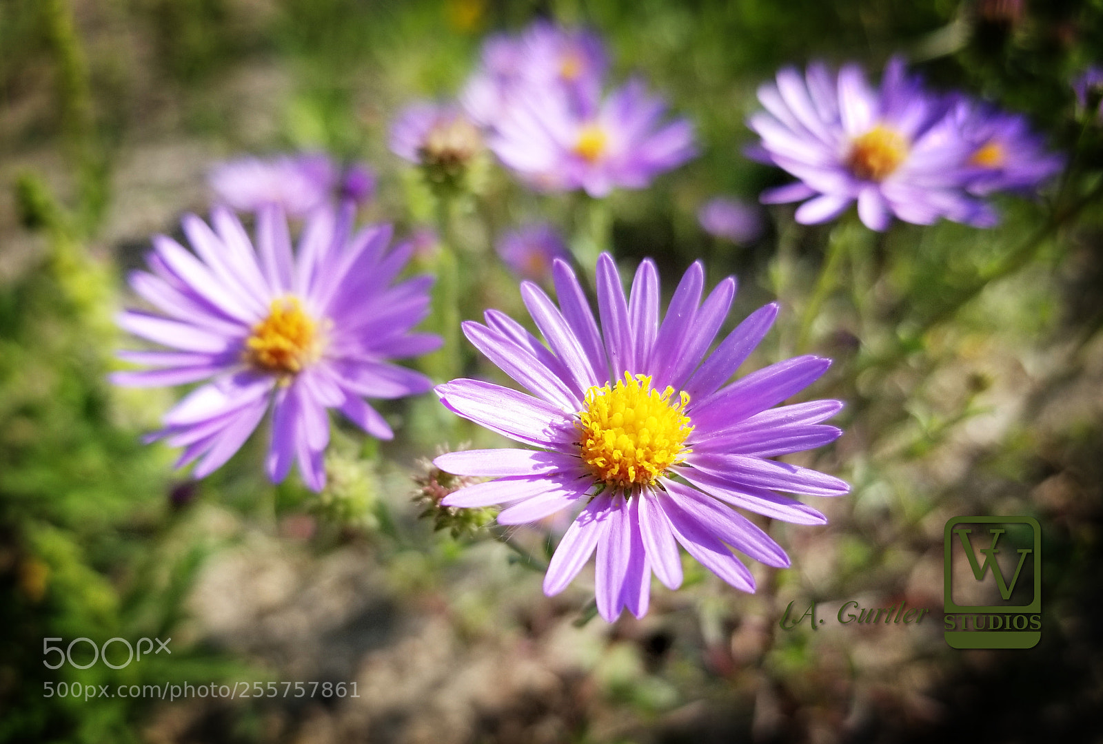Samsung Galaxy S8 sample photo. Tansy aster flower photography