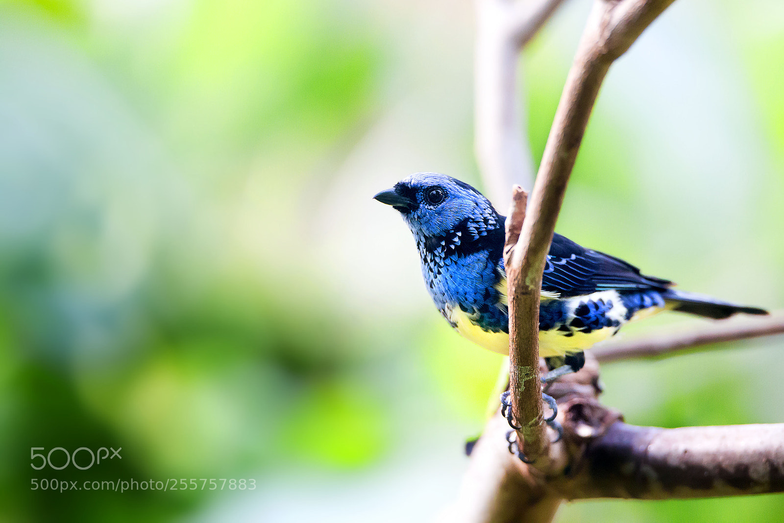 Canon EOS 6D sample photo. Blue bird photography