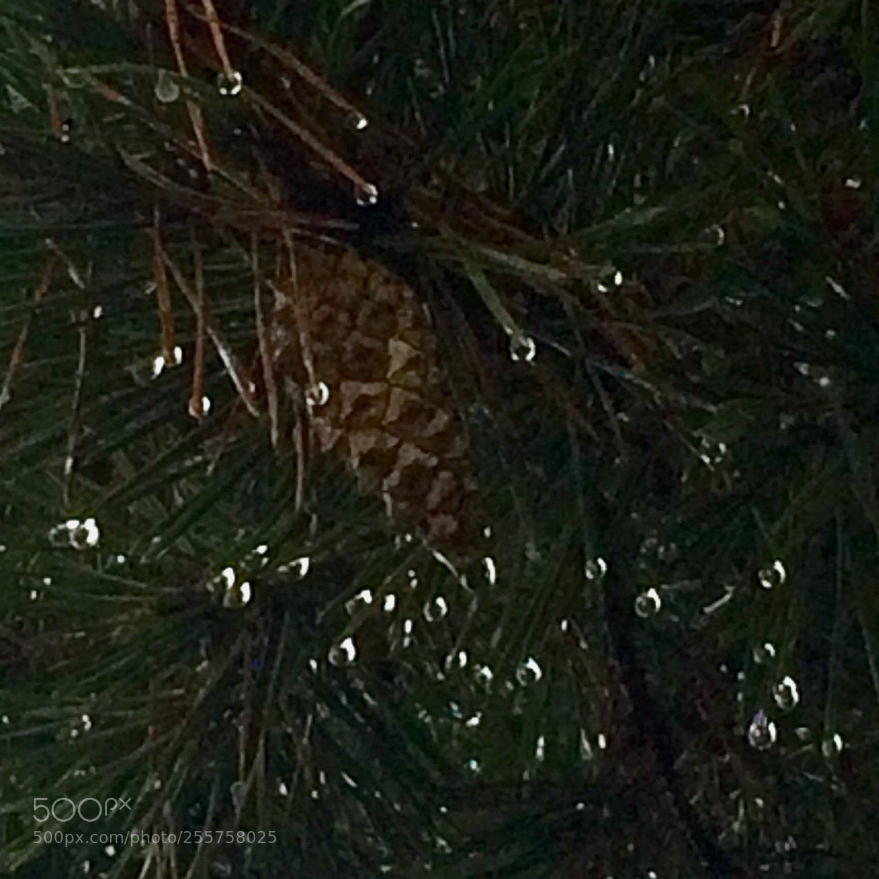 Apple iPhone 5s sample photo. Untitled photography