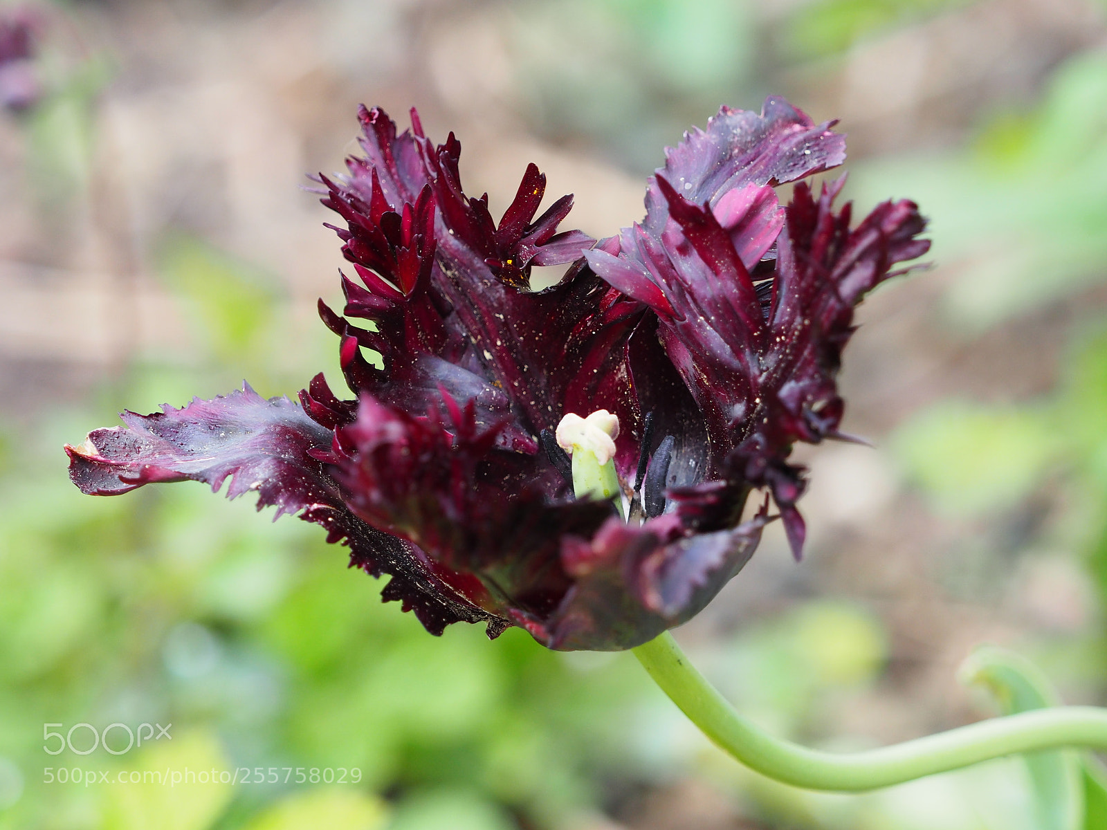 Olympus OM-D E-M5 II sample photo. Tulpe offen photography