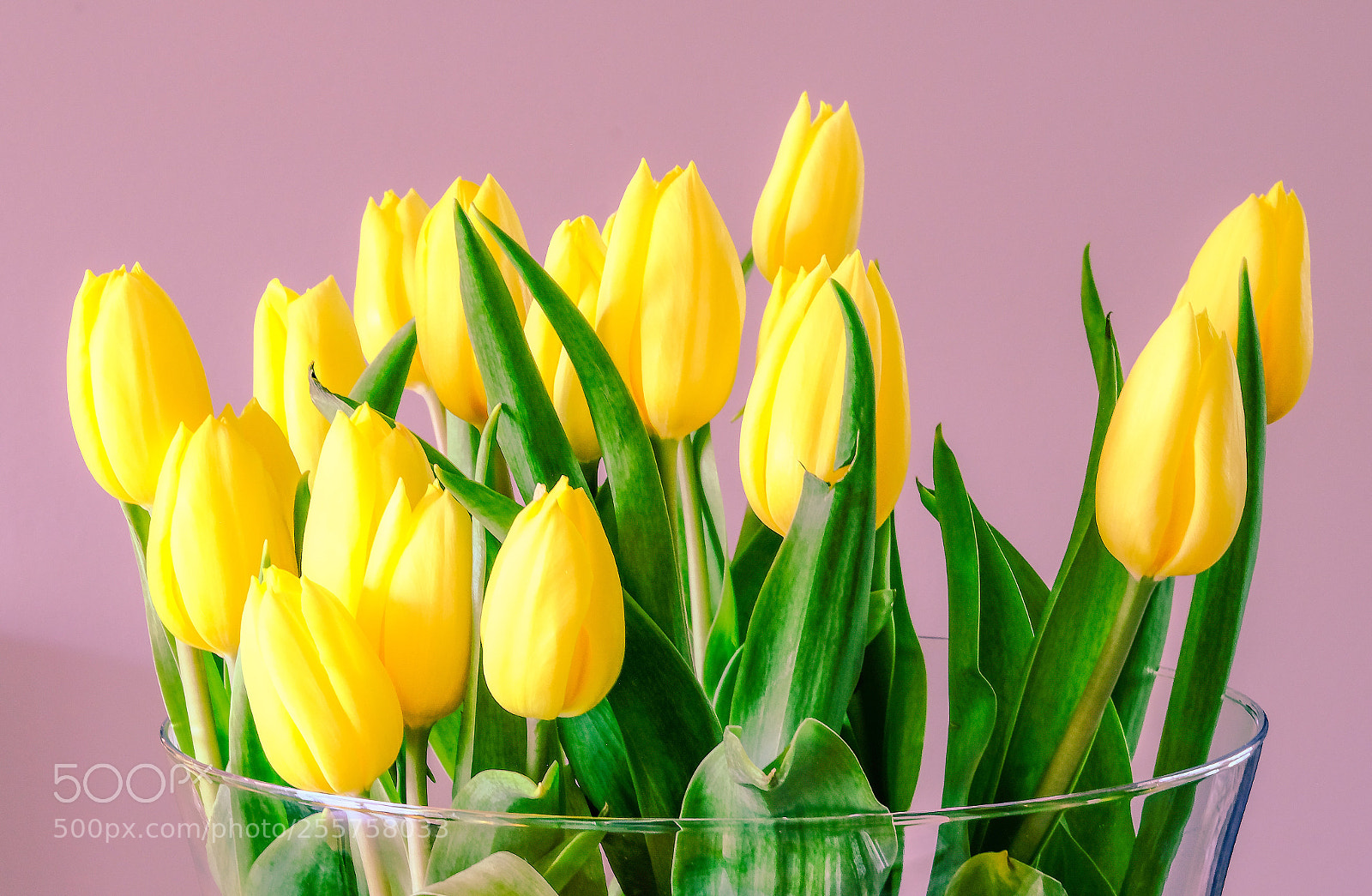 Fujifilm X-T2 sample photo. Spring on the table photography