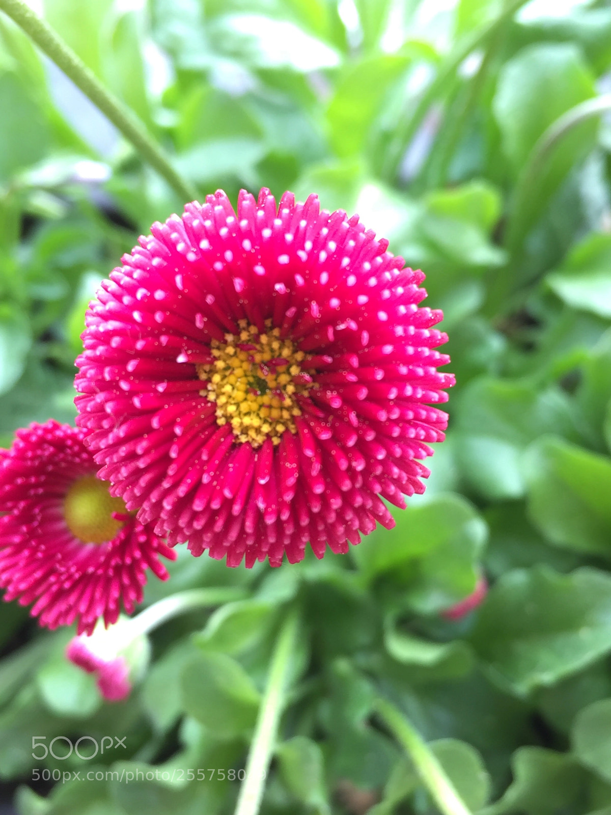 Apple iPhone 6 sample photo. Untitled photography