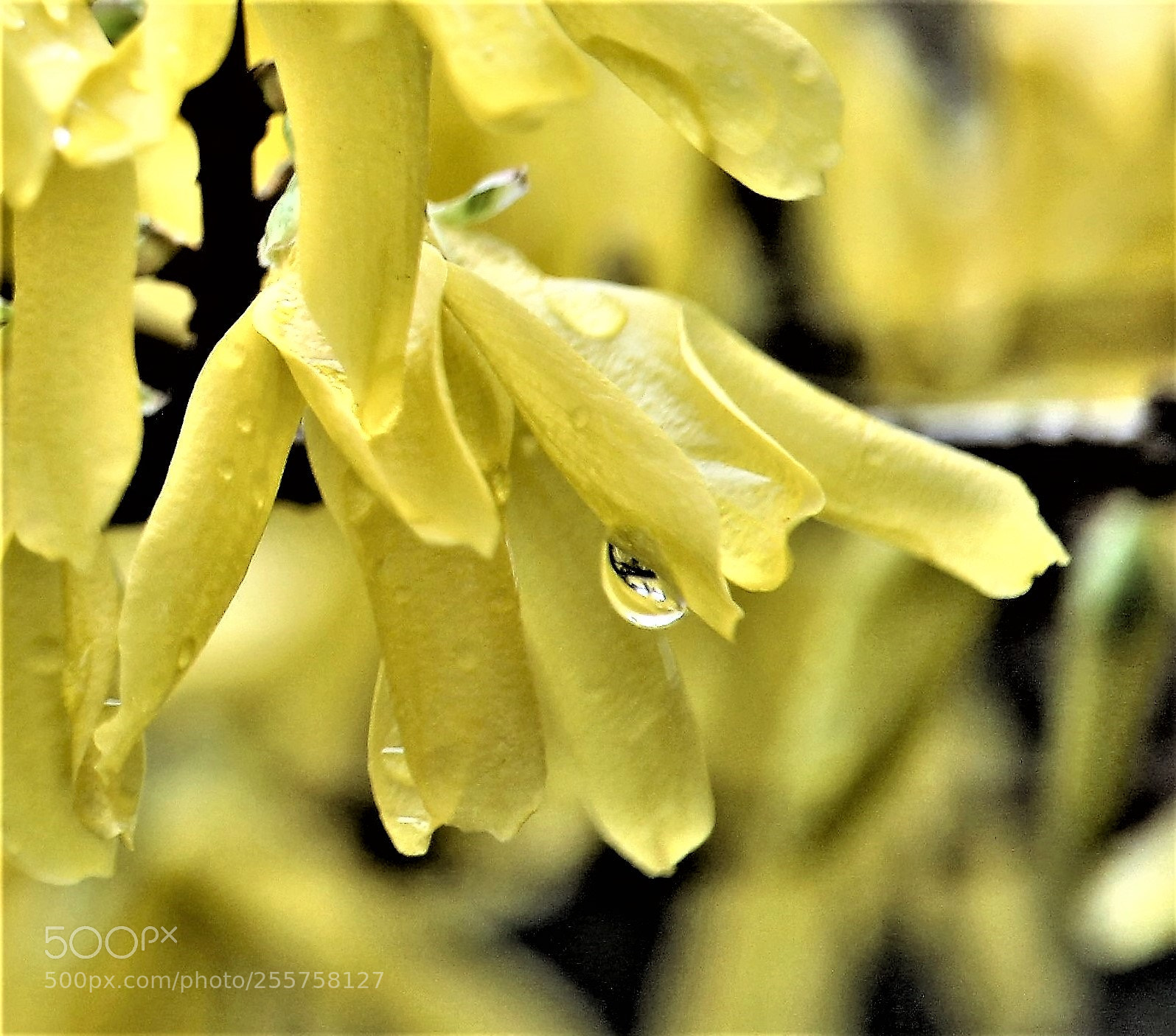 Canon EOS 1300D (EOS Rebel T6 / EOS Kiss X80) sample photo. Forsythia photography
