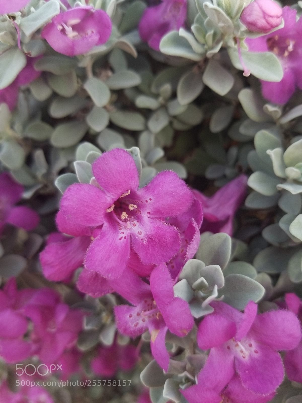 Samsung Galaxy S8 sample photo. Wildflowers photography