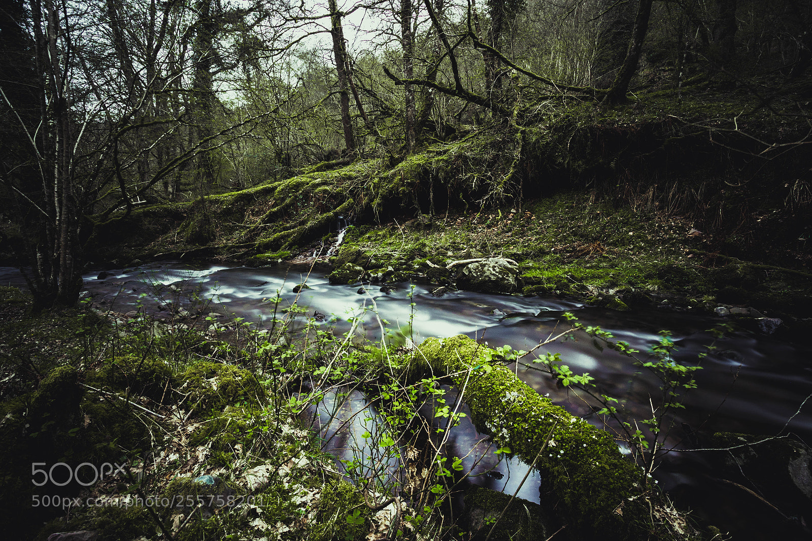 Canon EOS 6D sample photo. Horner wood (again) photography