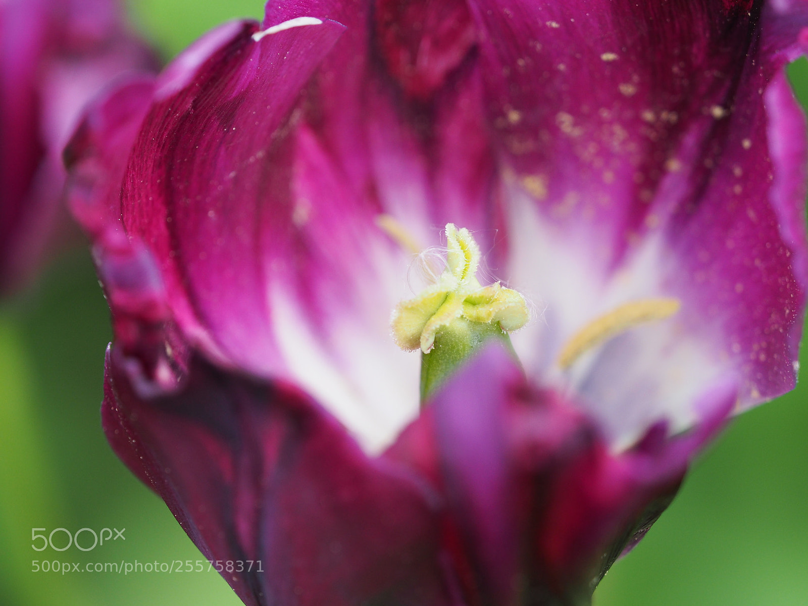 Olympus OM-D E-M5 II sample photo. Tulpenblüte photography