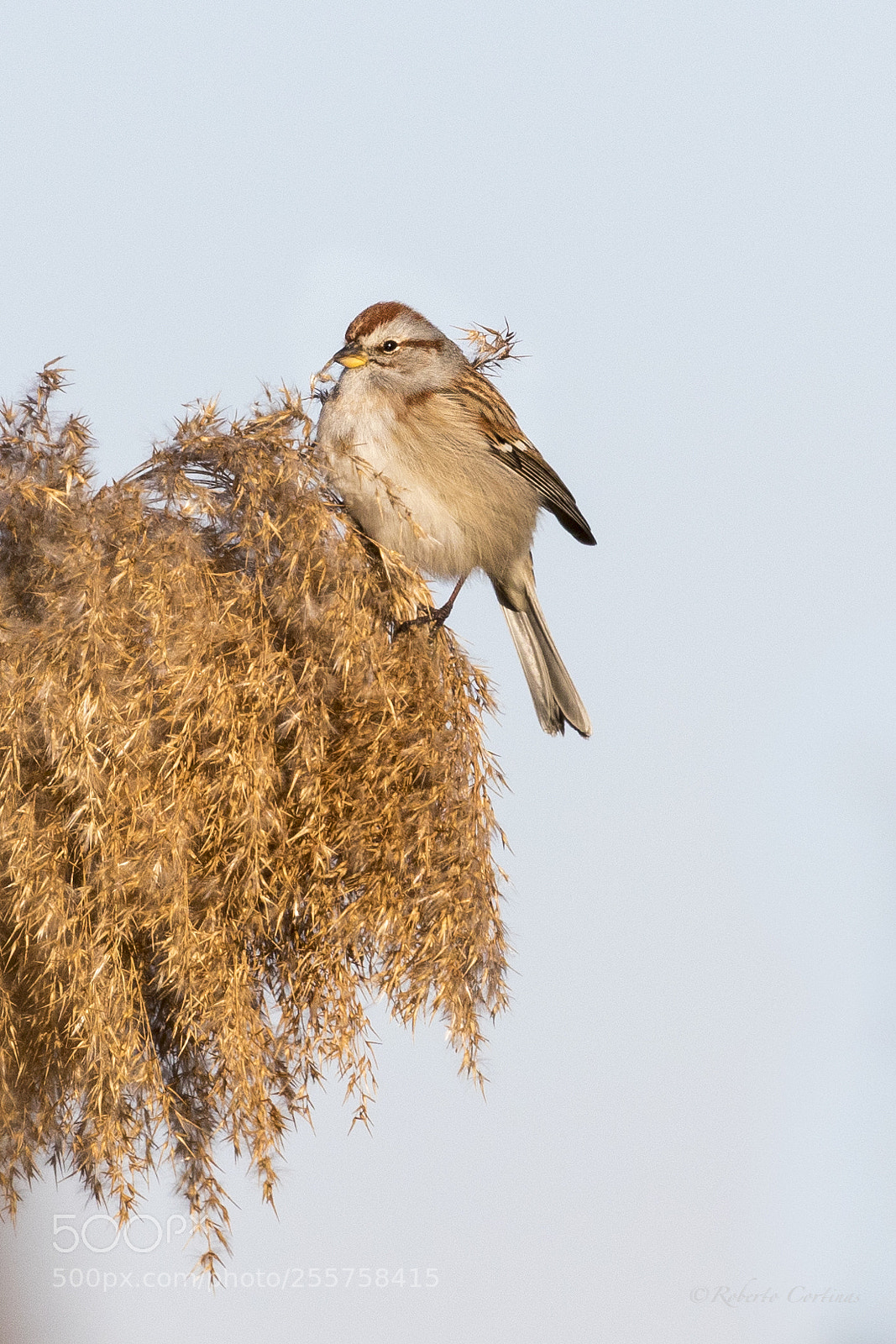 Canon EOS 7D Mark II sample photo. American tree sparrow photography