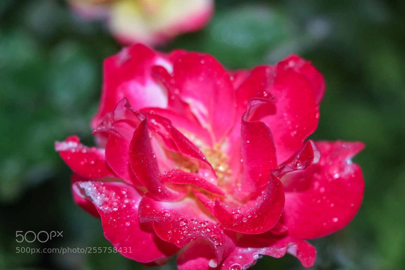Canon EOS 80D sample photo. Rain drop on the photography