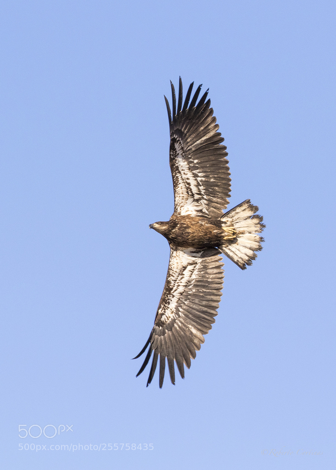 Canon EOS 7D Mark II sample photo. Juvenile bald eagle photography