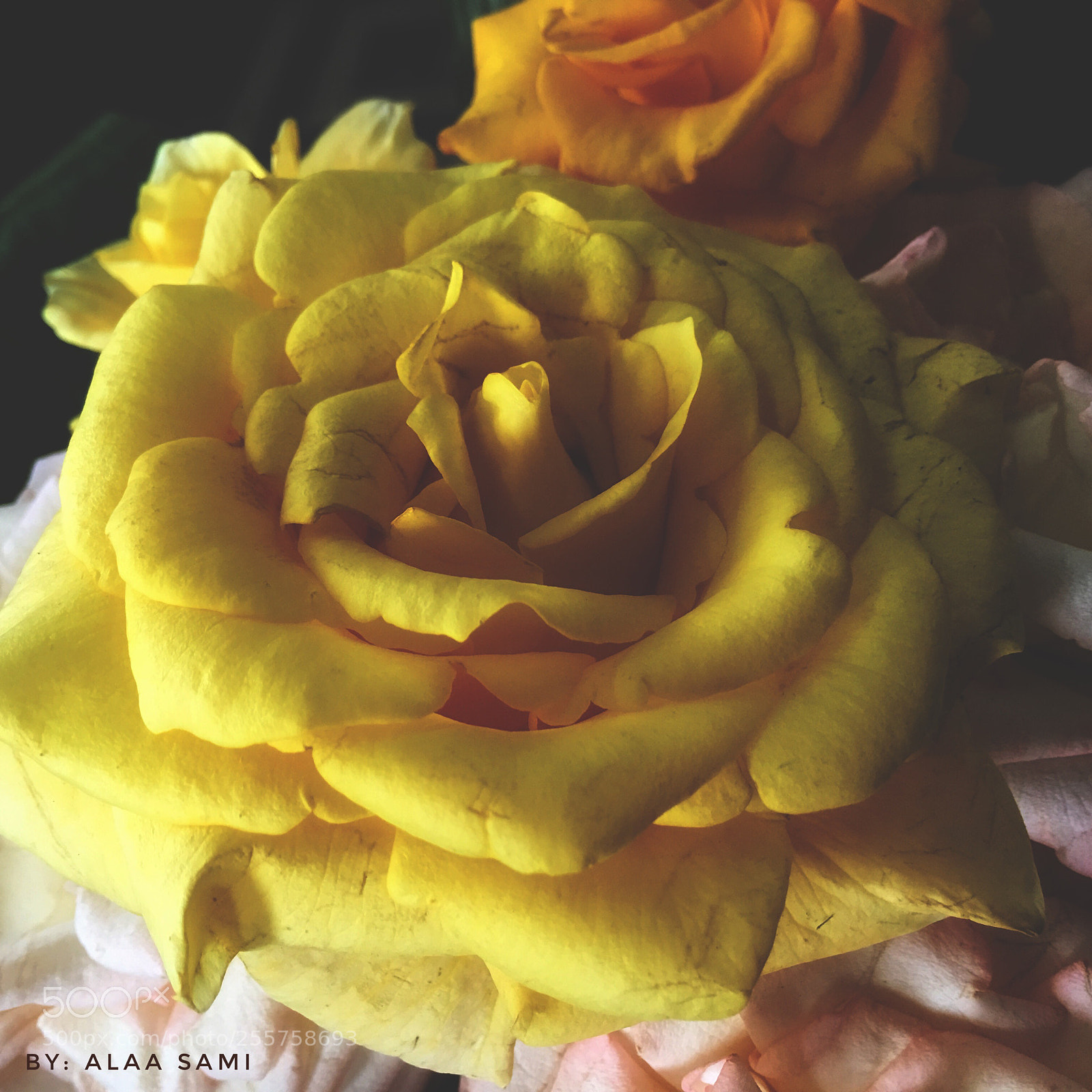 Apple iPhone 6s Plus sample photo. Untitled photography