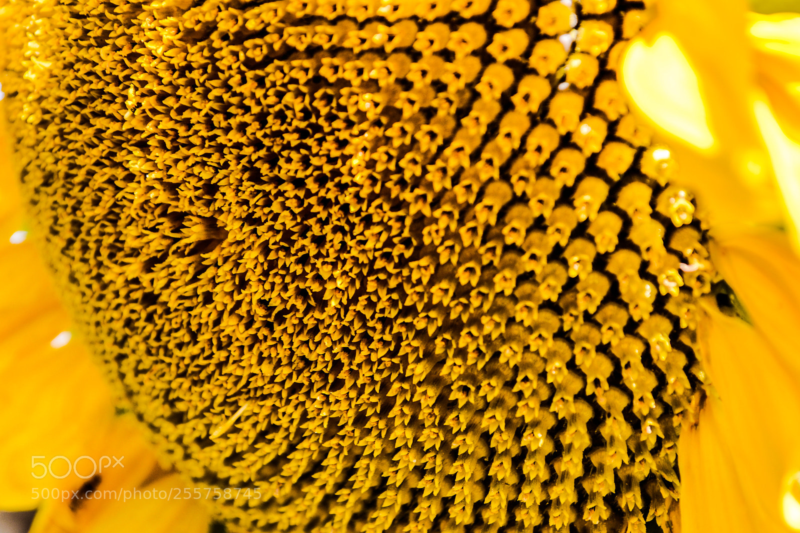 Nikon D3100 sample photo. Sunflower photography