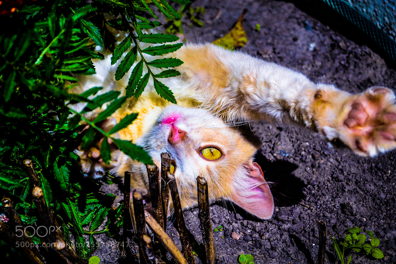 Nikon D3100 sample photo. Cat photography