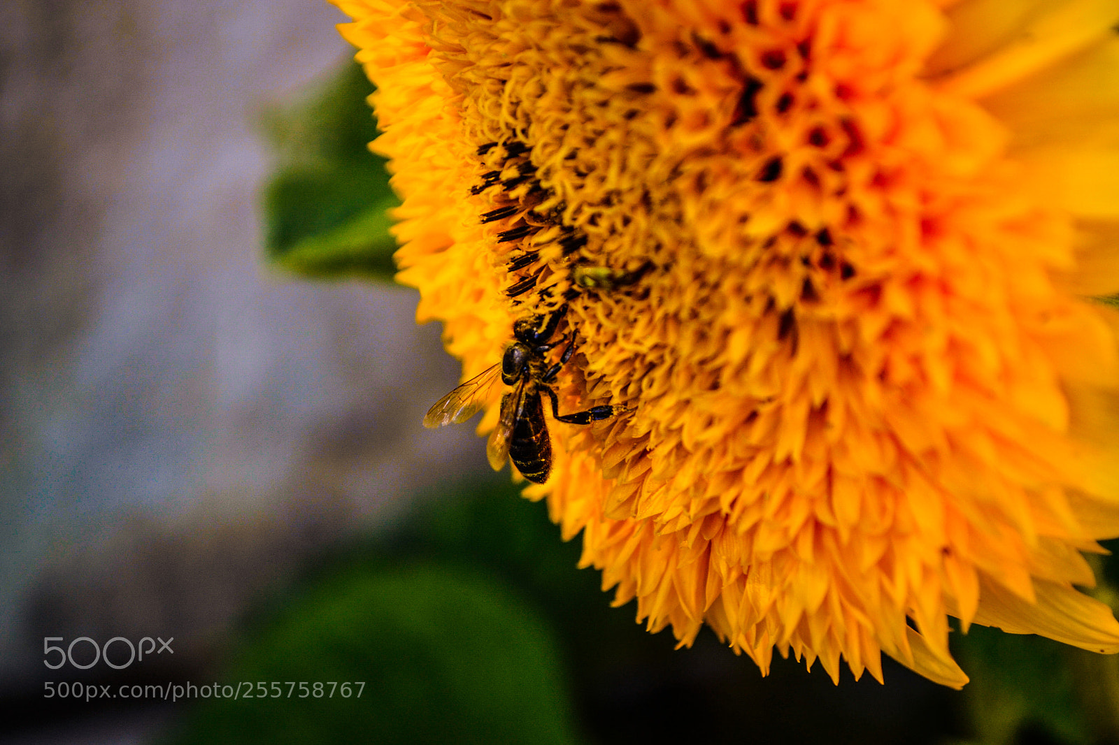 Nikon D3100 sample photo. Sunflower and bee photography
