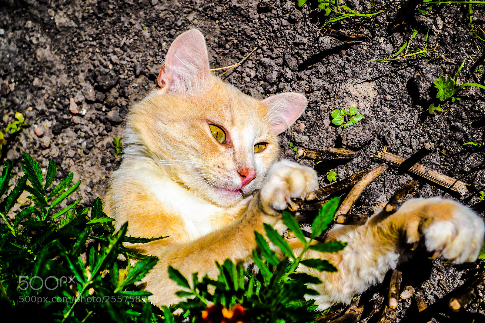 Nikon D3100 sample photo. Cat photography