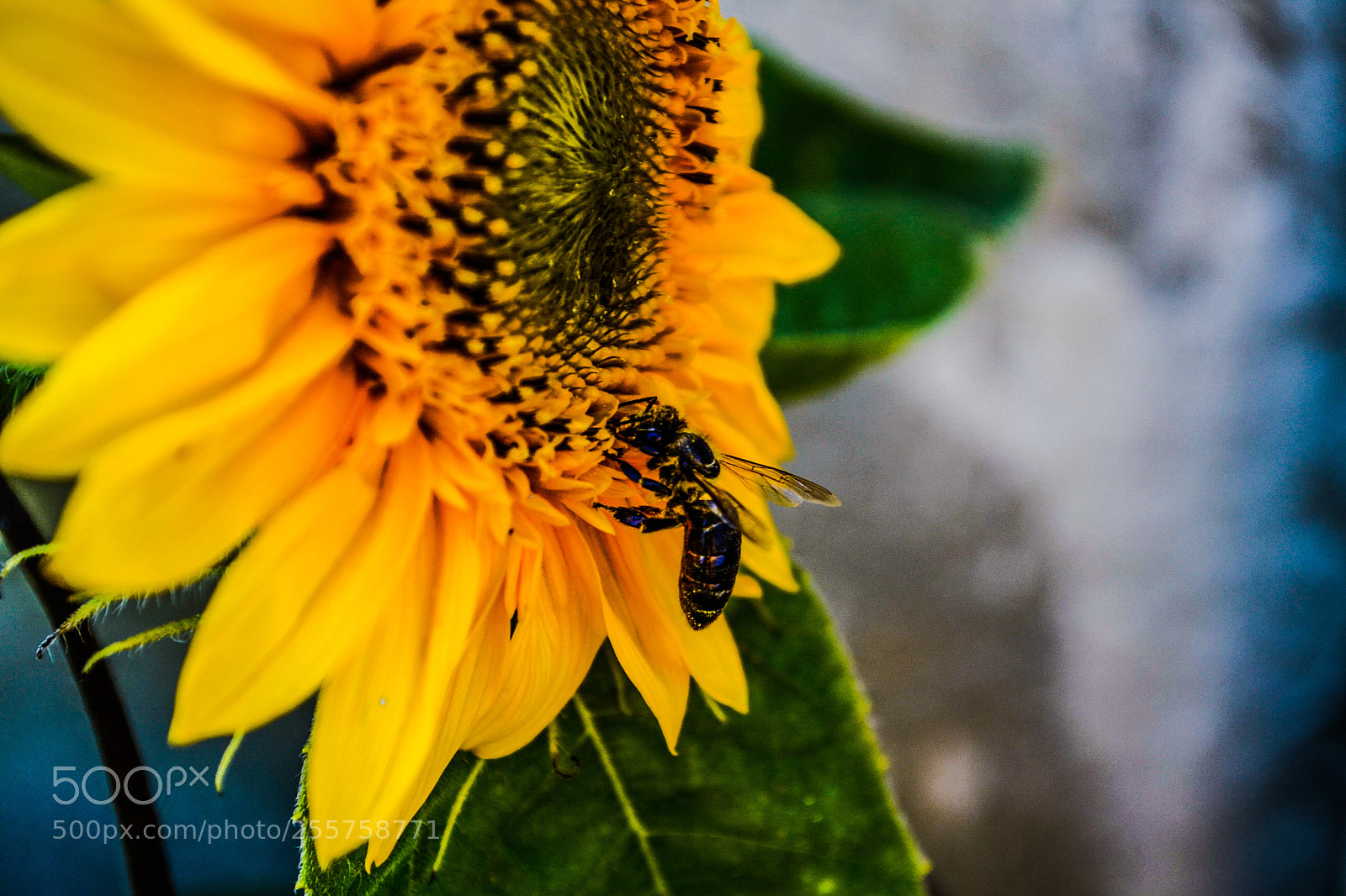 Nikon D3100 sample photo. Sunflower and bee photography