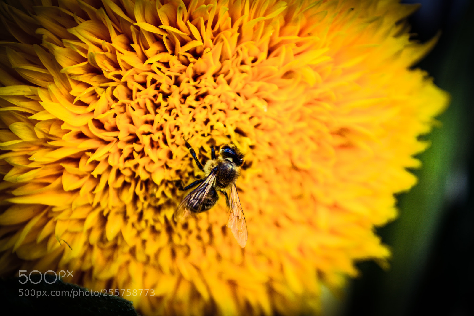 Nikon D3100 sample photo. Sunflower and bee photography
