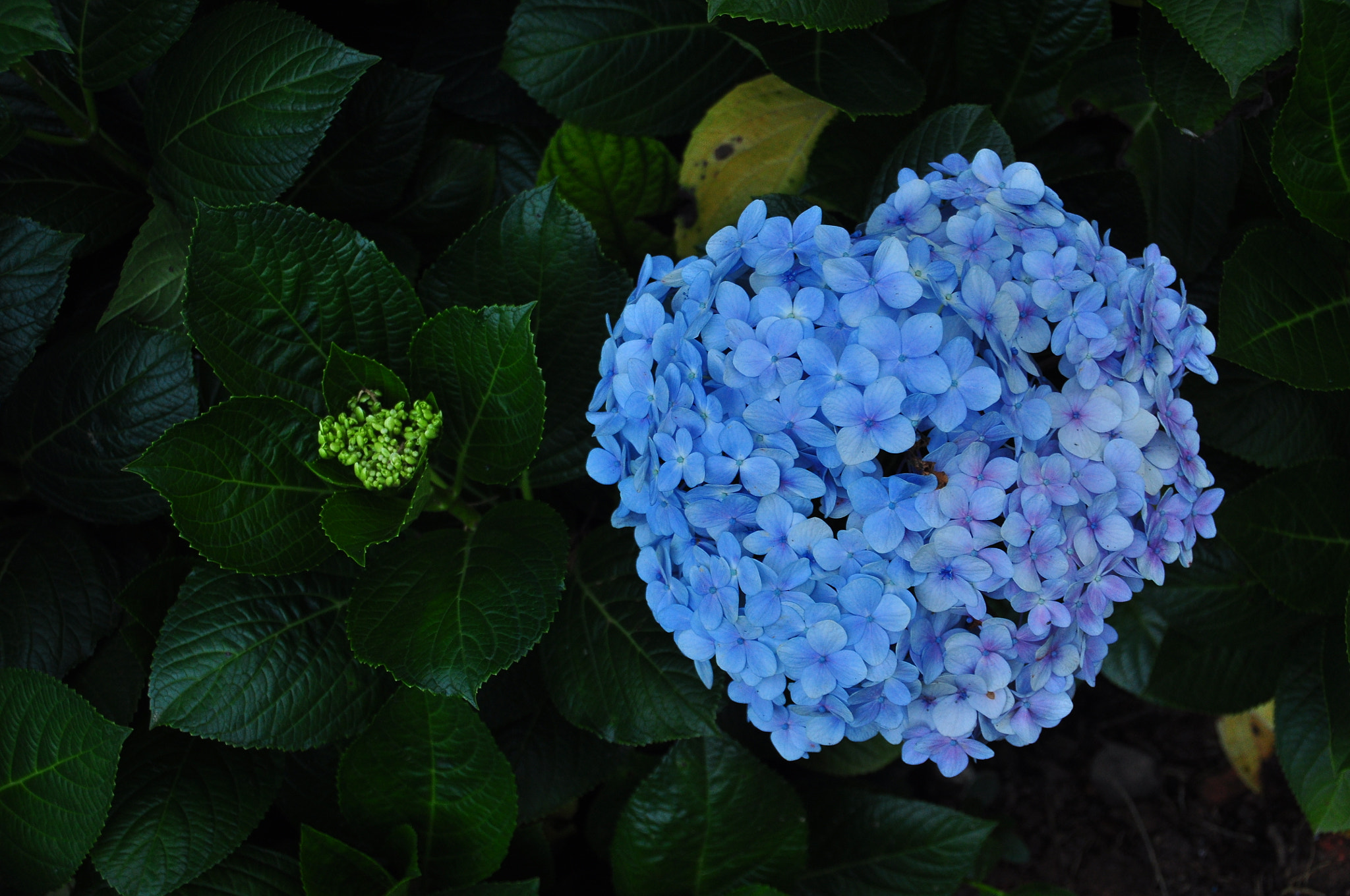 Nikon D90 sample photo. Hydrangeas photography