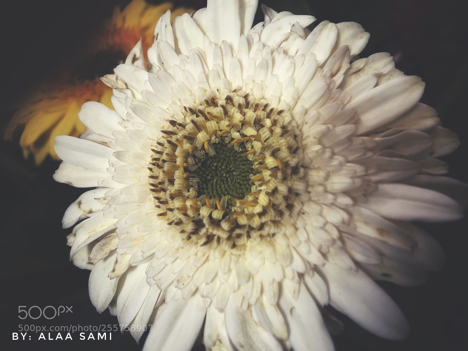 Apple iPhone 6s Plus sample photo. Untitled photography