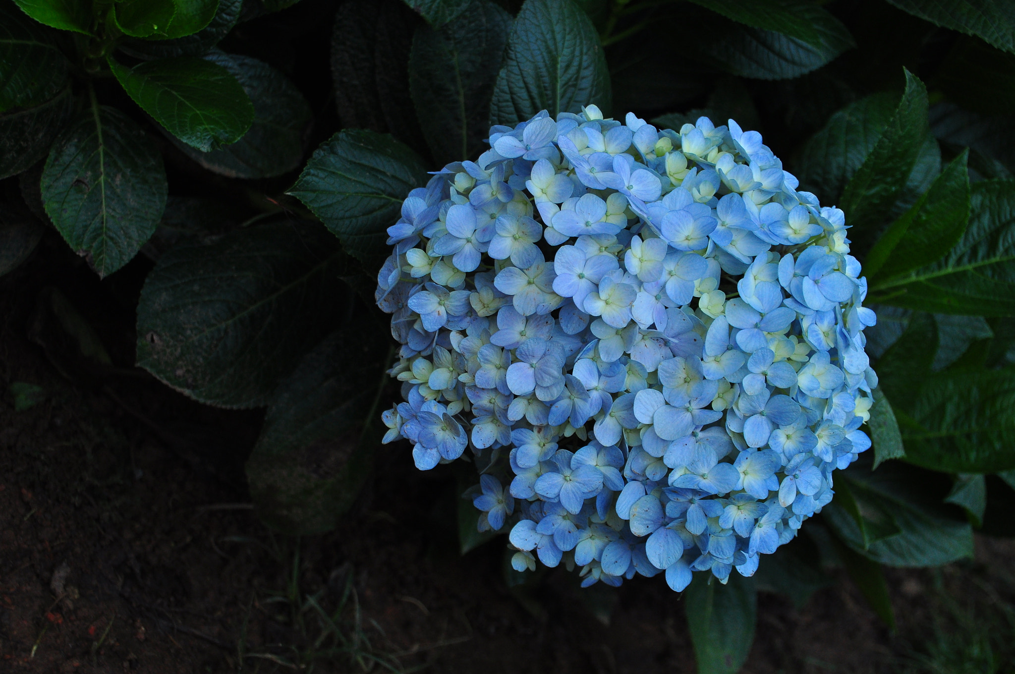 Nikon D90 sample photo