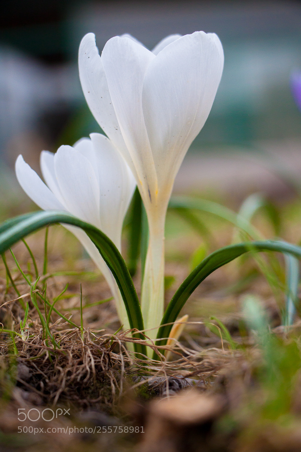 Canon EOS 500D (EOS Rebel T1i / EOS Kiss X3) sample photo. Springtime photography