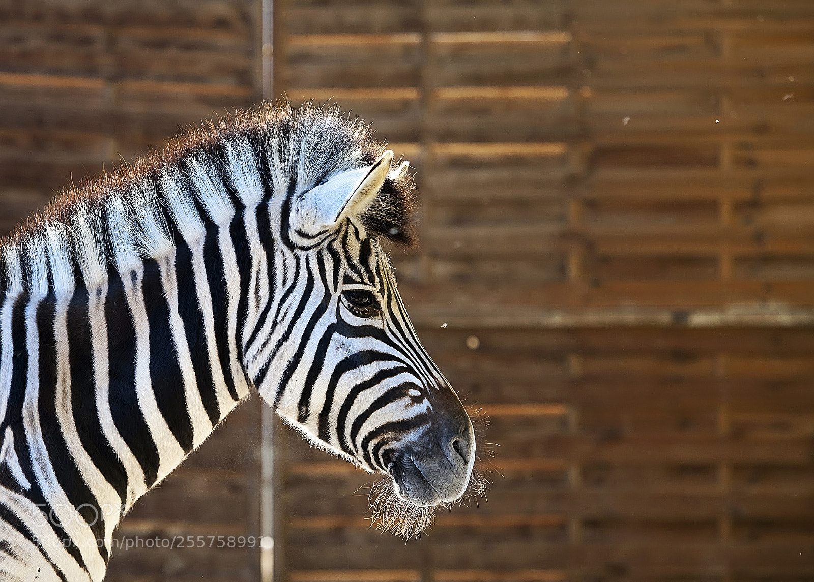 Canon EOS 5D Mark II sample photo. Portrait de z bre photography
