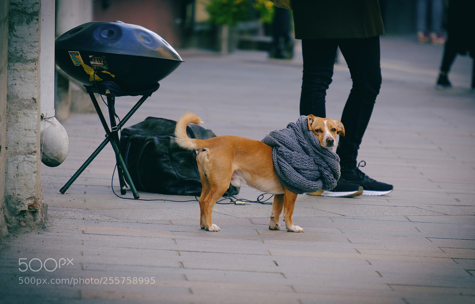 Fujifilm X-T20 sample photo. Keep the dog warm! photography
