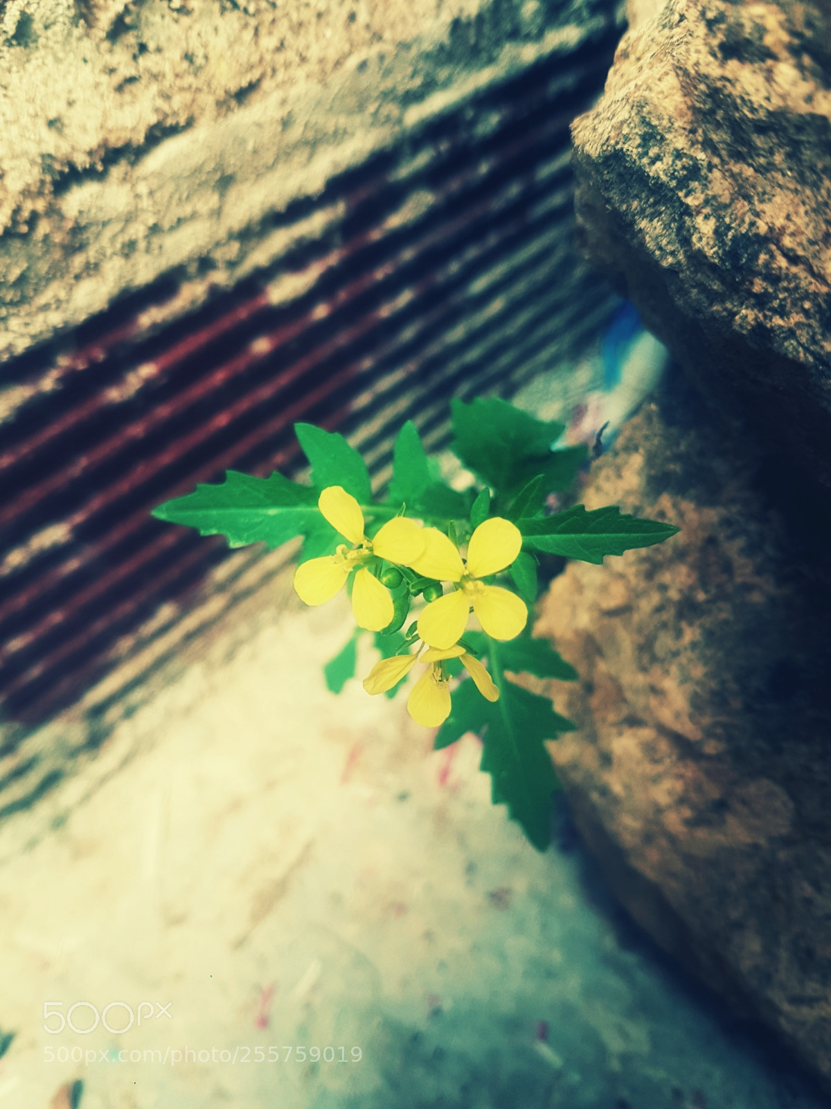 Samsung Galaxy S7 Edge sample photo. Untitled photography
