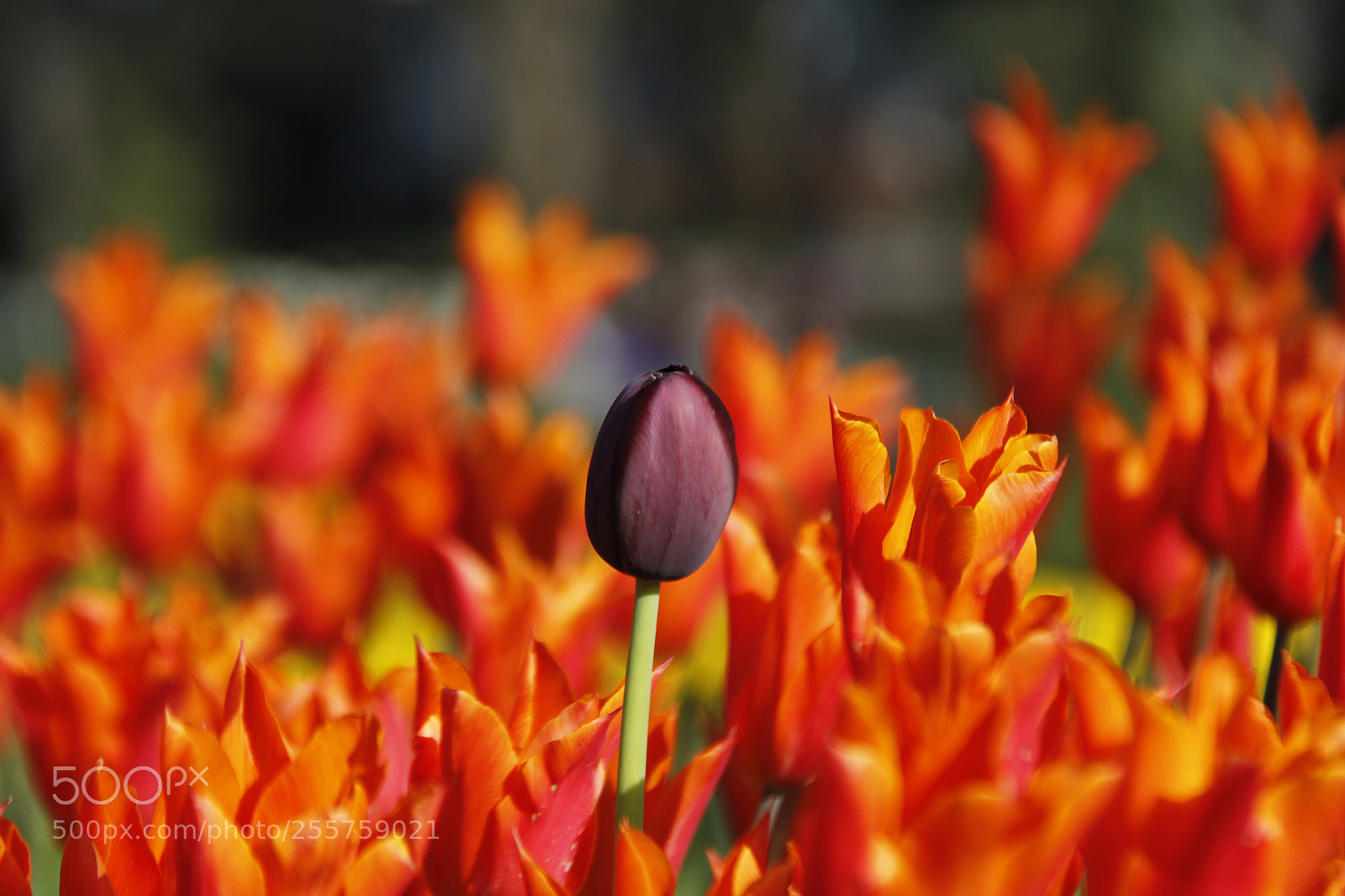 Canon EOS 60D sample photo. Free tulip photography