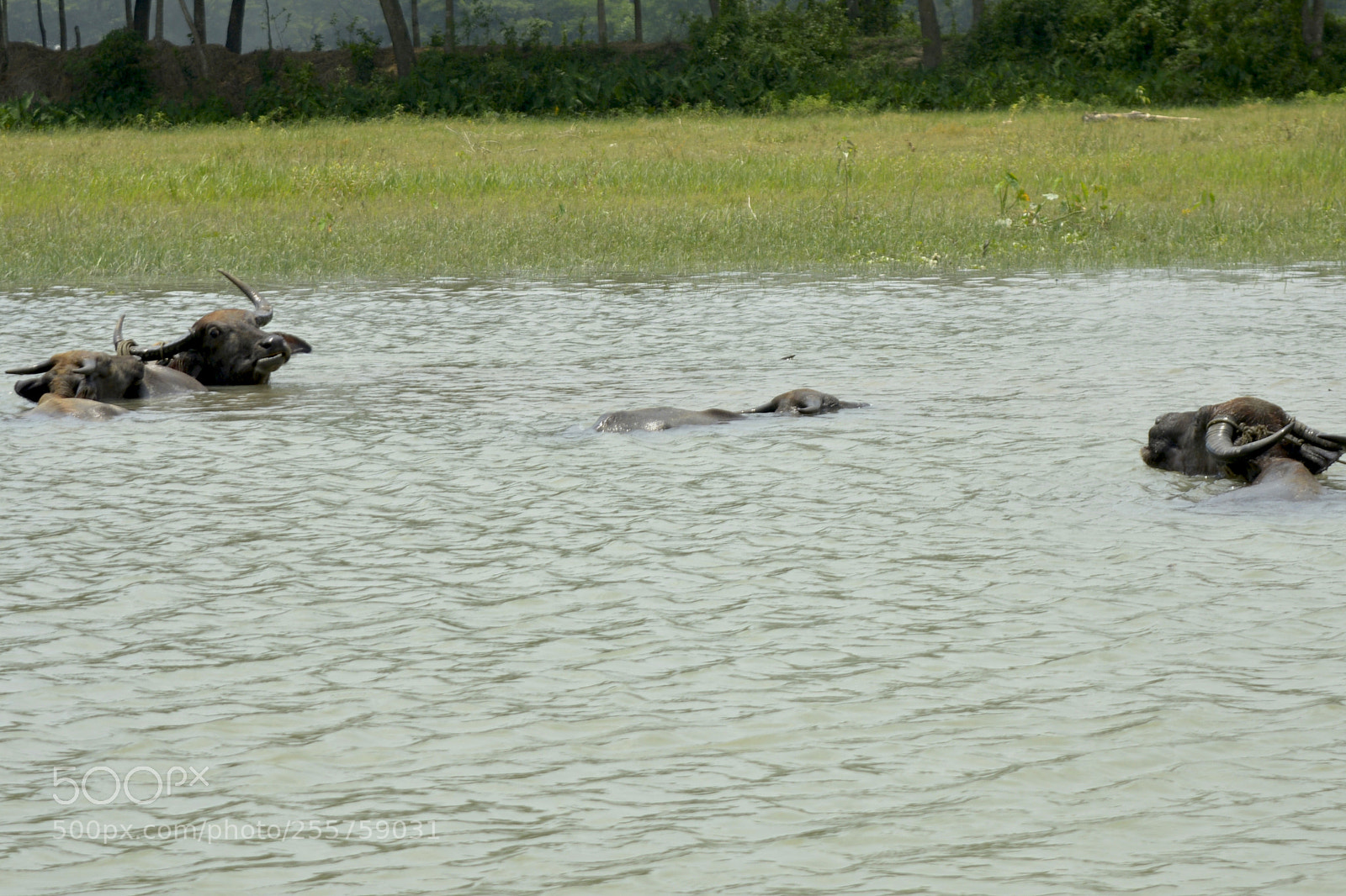 Nikon D5200 sample photo. গ্রীষ্মের দুপুর photography
