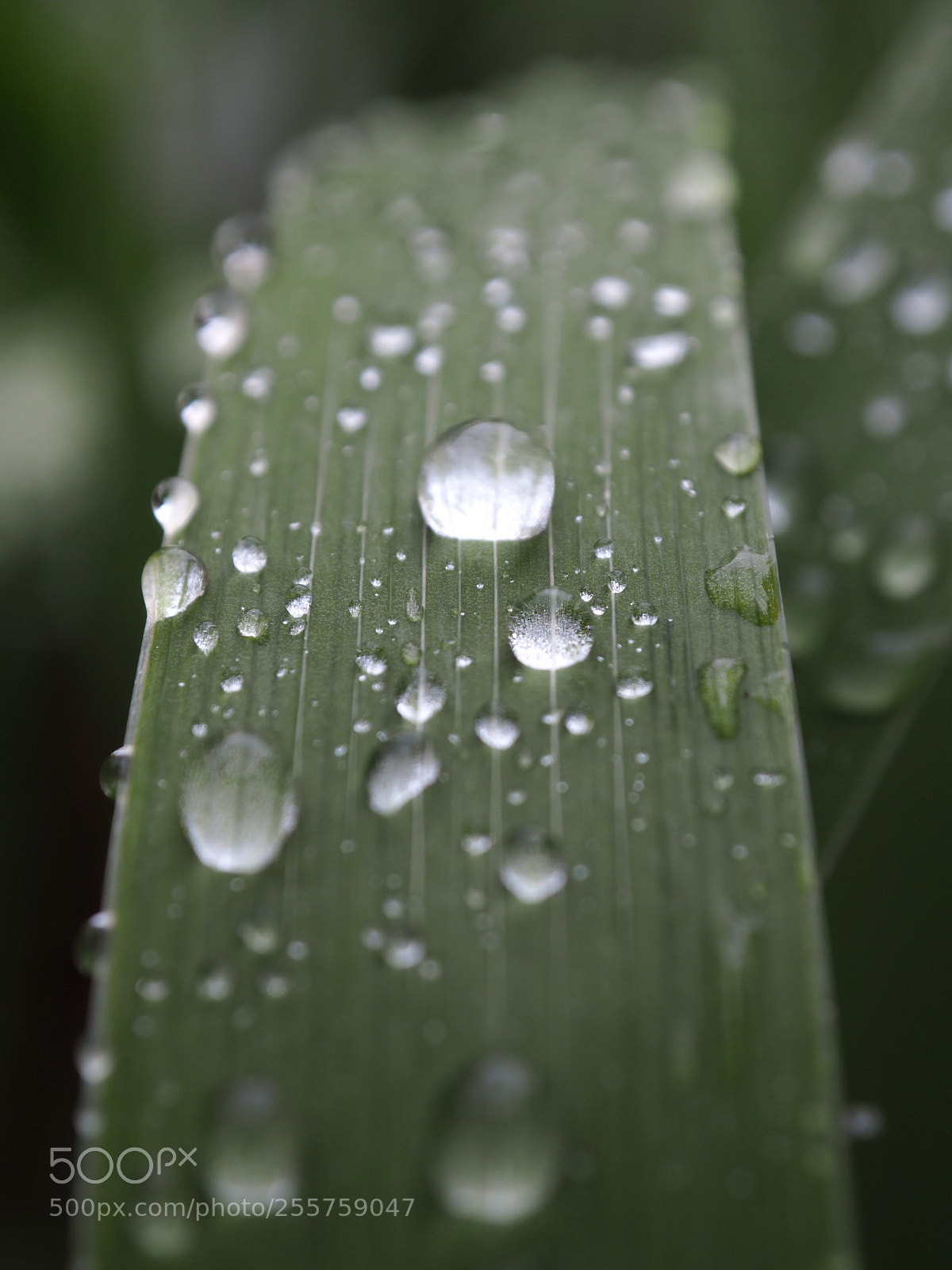Olympus OM-D E-M5 II sample photo. Gotas de lluvia photography
