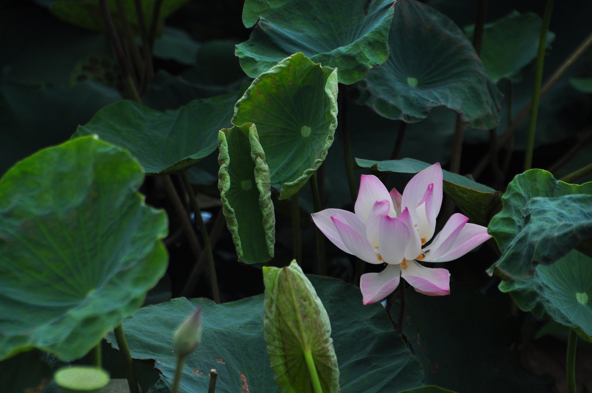 Nikon D90 sample photo. Lotus flower (2) photography