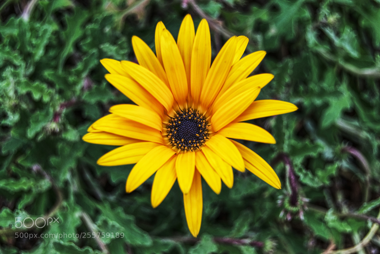 Nikon D3300 sample photo. Spring3 photography